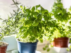 Belle e pratiche: 7 piante che tengono gli insetti fuori casa