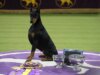 Penny il Doberman Pinscher vince il Greatest in Present al Westminster Canine Present
