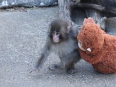 Web richiedeva un altro aggiornamento di Punch. Quindi ecco come sta.