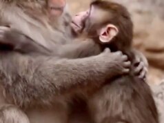 Tutti amiamo i video virali di Punch the Monkey. Molti di loro sono AI.