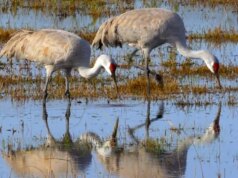 Natura: gru convulse in Texas