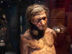 Gli uomini di Neanderthal e le donne umane avevano maggiori probabilità di fare amicizia, secondo uno studio