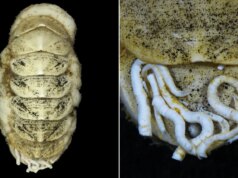 Un nuovo mollusco delle profondità marine ha una lingua di ferro e vermi autostop che mangiano la sua cacca
