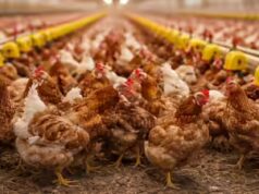 L’Arabia Saudita vieta le importazioni di pollame da 40 paesi, inclusa l’India, a causa delle preoccupazioni per la salute