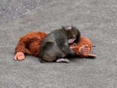 Il peluche Ikea di Punch the Child Monkey viene venduto per centinaia su eBay