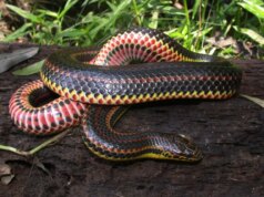 I serpenti ricorrono al cannibalismo quando si presenta l’occasione, lo dimostra uno studio