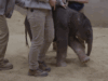 Il cucciolo di elefante fa un arrivo storico allo zoo nazionale dello Smithsonian come primo parto in quasi 25 anni