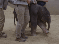 Il cucciolo di elefante fa un arrivo storico allo zoo nazionale dello Smithsonian come primo parto in quasi 25 anni