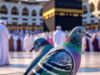 Guarda il video virale: un piccione intelligente hackera il sensore dell’acqua per bere Zamzam alla Mecca