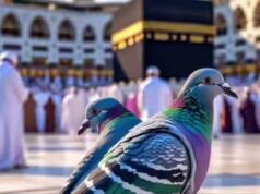 Guarda il video virale: un piccione intelligente hackera il sensore dell’acqua per bere Zamzam alla Mecca