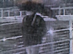 Grenell definisce il vandalo della pista di pattinaggio un “terrorista” mentre le autorità federali danno la caccia ai sospettati di un attacco tossico