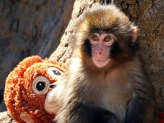 Commento: “Io sono Punch”: come un cucciolo di scimmia ci ha fatto ridere, piangere e vedere noi stessi nella sua lotta per adattarsi