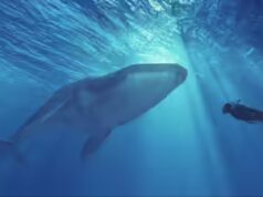 L’Oman lancia un avvertimento urgente dopo che un uomo ha nuotato con un’orca assassina