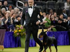 Il doberman pinscher di nome Penny vince il finest in present al 150esimo spettacolo canino annuale del Westminster Kennel Membership