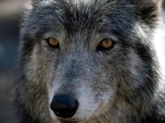 L’uomo accusato di aver torturato e ucciso un lupo nel Wyoming accetta di patteggiamento