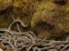 La più grande tana di serpenti del mondo in Canada: oltre 100.000 serpenti giarrettiera dal lato rosso prendono vita ogni primavera