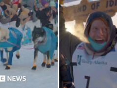 La famosa corsa di cani da slitta Iditarod si conclude con la vittoria ripetuta di Jessie Holmes