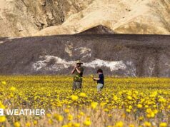 I fiori di campo ricoprono la Demise Valley nella migliore esposizione dal 2016
