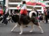 Con cani, danze e capelli scoperti, gli iraniani sfidano la ‘empia alleanza’ di socialisti e radicali: ‘Ipocriti!’