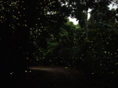 I ricercatori pubblicano una lista di controllo sulle lucciole in India, la prima nel suo genere