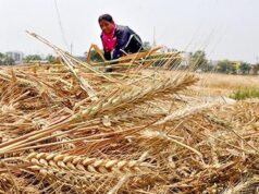 Il governo stima una produzione document di cereali, in calo la coltivazione della soia