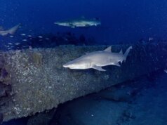 Nuove immagini 3D mostrano il relitto dell’iconica nave della Guerra Civile affondata nel 1862