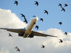 L’impatto di un uccello costringe una compagnia aerea a voltarsi dopo che il parabrezza si è rotto a mezz’aria