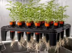 I ceci possono crescere sul suolo lunare? Un nuovo studio rivela risultati sorprendenti per l’agricoltura spaziale