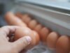 Dovresti ancora mangiare le uova dopo la knowledge del “Finest Purchase”? Ecco come sapere se sono sicuri