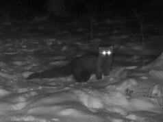 Animale del bosco avvistato nella foresta dell’Ohio per la prima volta in oltre 150 anni