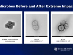 La vita ha fatto un passaggio sulla Terra? Gli scienziati hanno distrutto i microbi per scoprirlo