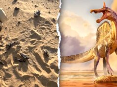 Nuova specie di Spinosaurus “airone infernale” trovata nel remoto Sahara 70 anni dopo l’indizio fossile