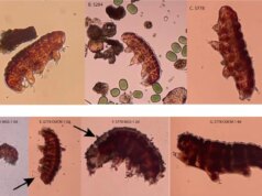 Gli scienziati hanno finalmente scoperto qualcosa a cui i tardigradi non possono sopravvivere