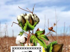 Come un vincitore del Pulitzer ha resuscitato una ribellione dimenticata al confine tra Stati Uniti e Messico